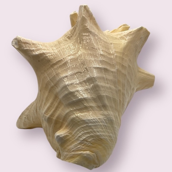 Extra Large Queen Conch Shell - Picture 3 of 5
